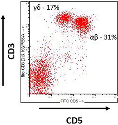 Cellular Therapies for the Treatment of Hematological Malignancies; Swine Are an Ideal Preclinical Model